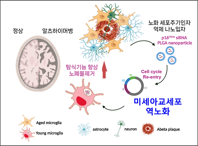 미세아교세포 역노화를 통한 알츠하이머병 치료 방식을 보여주는 그림./한국연구재단
