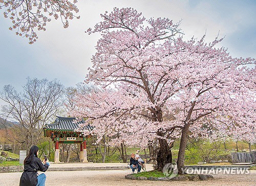 11일 강원 고성군 건봉사 일원에 봄꽃이 활짝 펴 계절 풍경을 연출하고 있다. [강원 고성군 제공=연합뉴스]