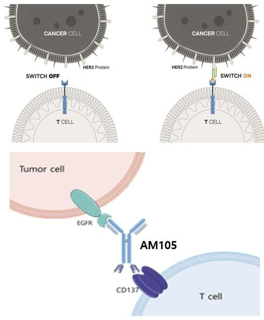 AACR 발표 자료 발췌 이미지. 사진=앱클론