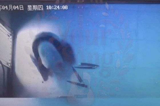 중국으로 떠난 한국 태생 1호 자이언트 판다 '푸바오'가 내실에서 앞구르기를 하고 있는 모습. 사진 유튜브 채널 '판다러버' 캡처