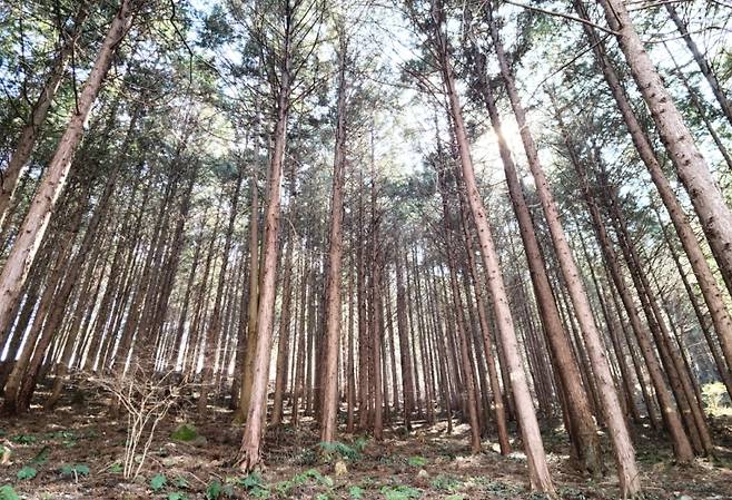 ▲너릿재가 있는 화순 서망산은 편백나무 군락이 넓게 펼쳐져 유명한 천연산림욕장이다. 사진은 편백숲 사이로 쏟아지는 햇살 광경.