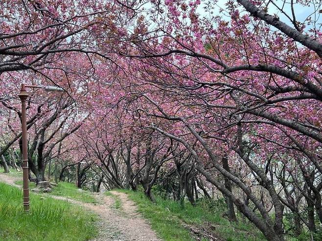 주민들의 산책길로 사랑 받는 겹벚꽃길.부산시설공단