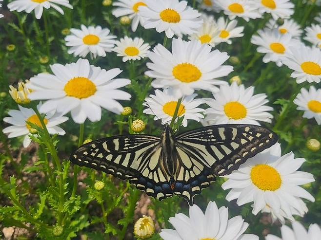 [울산=뉴시스] 울산시설공단(이사장 김규덕)은 12일부터 울산대공원 생태여행관 인기 시설인 나비정원을 오픈한다고 밝혔다. 2024.04.11. (사진= 울산시설공단 제공)photo@newsis.com *재판매 및 DB 금지