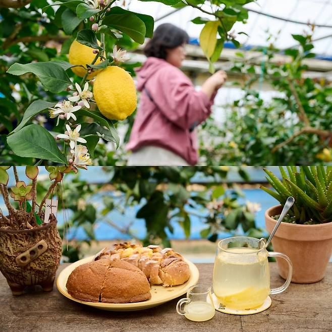 3대째 농사를 짓는 농부 어머니와 아들, 그리고 5명의 지역 청년들이 함께 운영하는 농장형 카페 본앤하이리. 레몬나무가 가득한 온실이 인상적이다.
사진제공|지앤씨21