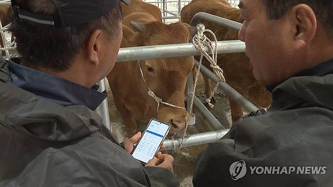 스마트폰으로 경매 참여 (예산=연합뉴스) 11일 개장한 충남 예산군 오가면 예산축협 가축전자경매시장에서 관계자가 스마트폰으로 경매 결과를 확인하고 있다. 2024.4.11 [예산군 제공. 재판매 및 DB 금지] soyun@yna.co.kr