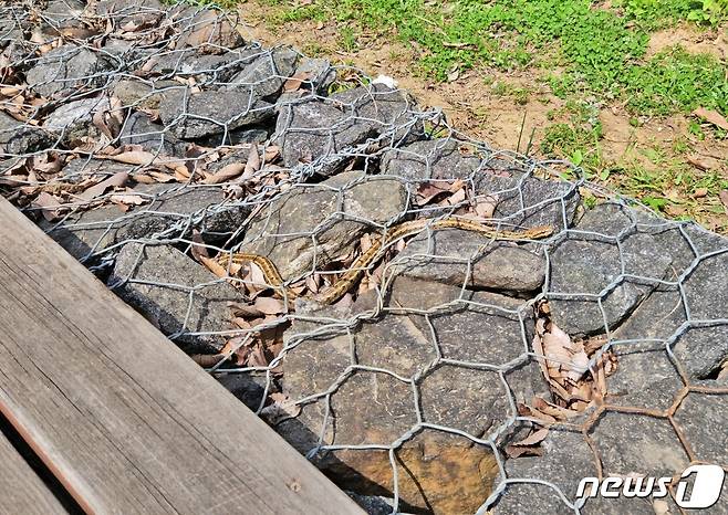 5일 인천의 한 산책로에서 발견된 뱀 ⓒ 뉴스1 최서윤 기자