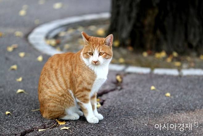 사진은 기사의 특정 내용과 관련 없음 /문호남 기자 munonam@