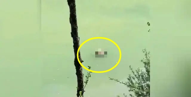 쓰촨성 바오싱현 강가에서 어린 자이언트 판다 사체로 보이는 물체가 발견됐다. /사진=CCTV 캡처