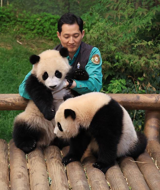 푸바오 일로 큰 할부지 강철원사육사가 바쁜 동안, 작은 할부지 송영관 사육사가 쌍둥이들의 껌딱지 행동을 모두 받아내고 건사했다.