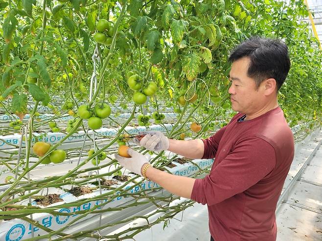 담양에서 완숙 토마토 재배 [젼남도제공]