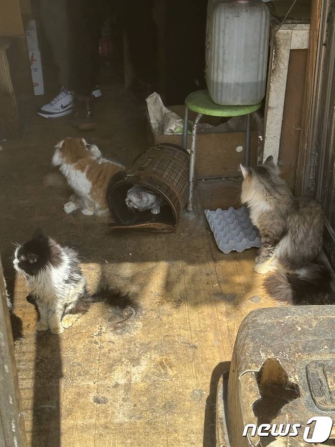 남양주의 한 번식장에서 구조한 고양이(나비야사랑해 제공) ⓒ 뉴스1