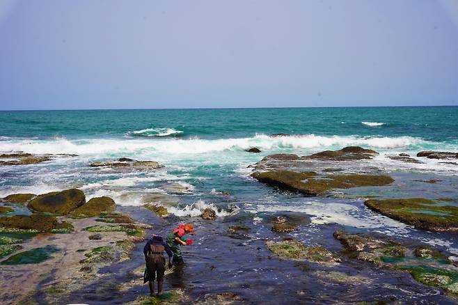 Cheongjin-ri villagers collect seaweed, Wednesday. (Lee Si-jin/The Korea Herald)