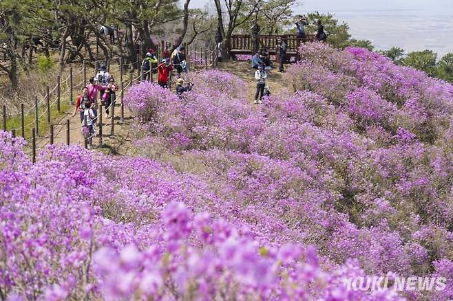 12일 인천 강화군 고려산(해발 436m) 정상 부근 능선에서 상춘객들이 활짝 핀 진달래를 보며 봄 정취를 즐기고 있다.