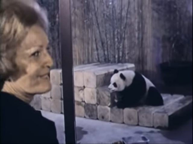 영부인 팻 닉슨이 1972년 4월 20일 미국 워싱턴 D.C 스미소니언 국립동물원에서 열린 판다 링링, 싱싱 환영 기념식 후 판다를 살펴보고 있다 .US National Archives 유튜브 캡처