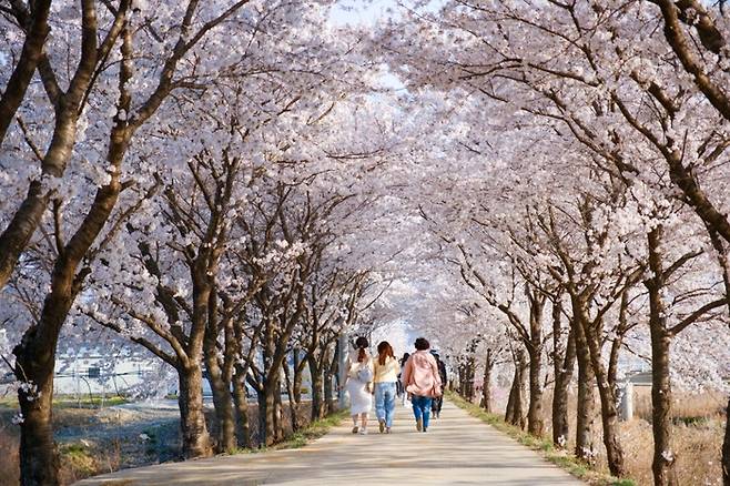 끝없이 이어지는 임고강변공원 벚꽃길. 사진 제공|새영천알림이단 이상현