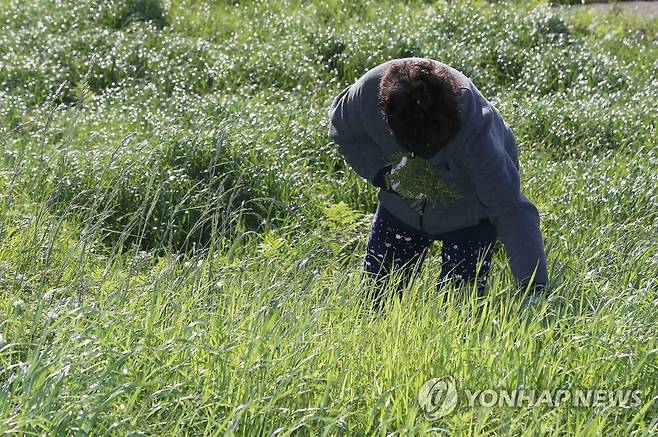 제주 고사리 꺾기 삼매경 [연합뉴스 자료사진]