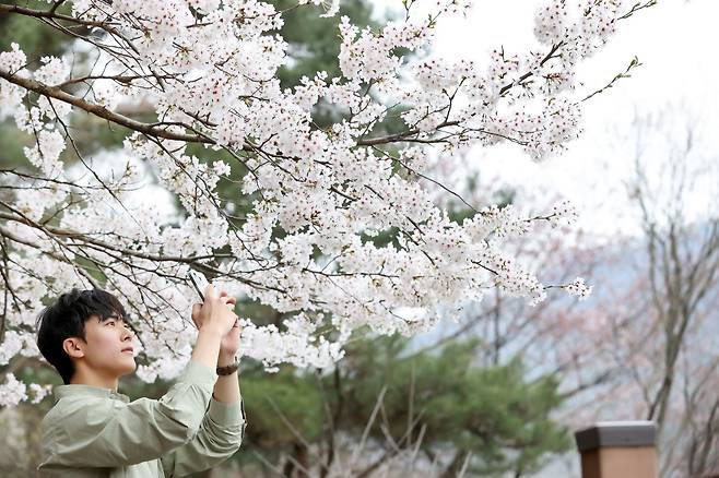 지난 10일 전북 임실군 옥정호에 벚꽃이 만개해 많은 관광객들이 몰렸다. 사진은 한 관광객이 벚꽃과 함께 사진을 찍는 모습. /임실군