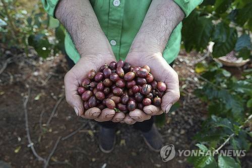 베트남 커피콩[AP=연합뉴스 자료사진]