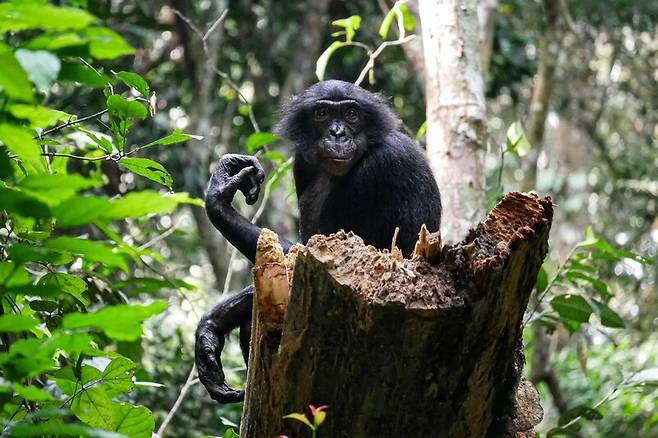 ‘평화의 유인원’으로 알려진 보노보 수컷이 침팬지 수컷보다 자주 공격적인 행동을 한다는 연구 결과가 나왔다. 모드 무기노/보스턴대 제공