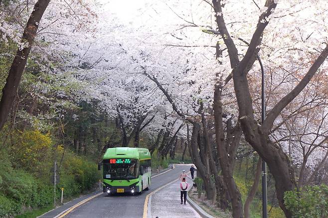 2024년 4월9일 오전 서울 남산 남쪽 비탈 순환로. 김양진 기자