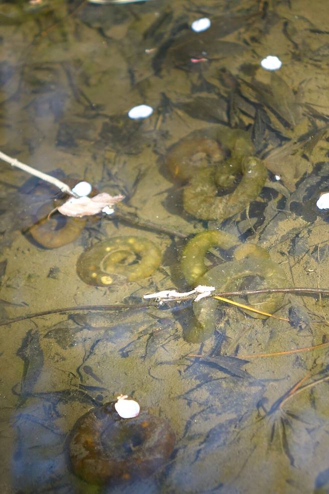 2024년 4월9일 오전 서울 남산 남쪽 비탈 순환로의 도롱뇽알과 올챙이. 김양진 기자