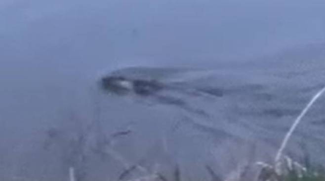 익산시에 시민이 제보한 금마저수지 수달 촬영 영상 화면 캡처