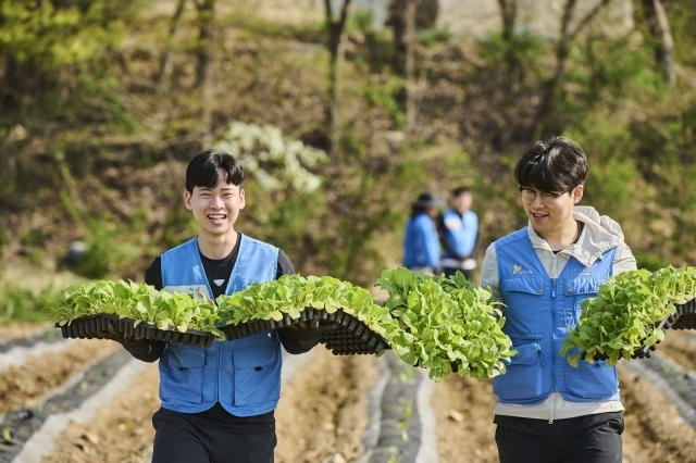 KT&G, 잎담배 농가 ‘모종이식 일손돕기’ 봉사활동. /KT&G