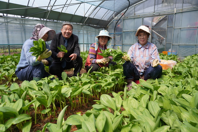 강원 태백농협 김병두 조합장(왼쪽 두번째)이 명이나물 재배농가를 찾아 수확 작업을 살피고 있다.