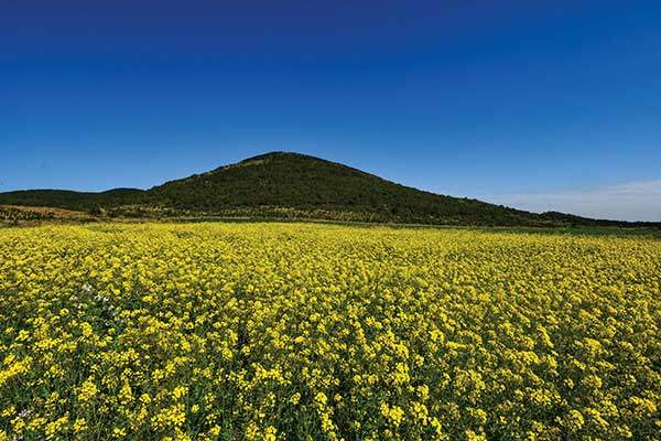 유채꽃프라자 뒤편의 넓은 유채밭. 큰사슴이오름이 꽃방석 위에 앉은 듯하다.