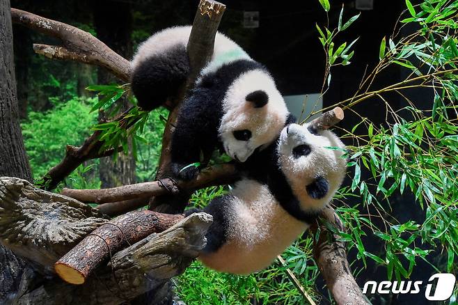 일본 도쿄 우에노 동물원에서 2021년 6월 태어난 쌍둥이 판다 레이레이와 샤오샤오가 나무에 매달려 있다. 2022.01.12/ ⓒ 로이터=뉴스1 ⓒ News1 권진영 기자