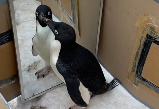 거울 속 자기 모습을 유심히 들여다보는 아델리펭귄. 팔이나 머리를 휘두르면서 거울에 눈을 떼지 못했지만 쪼거나 거울 뒤로 돌아가는 행동은 하지 않았다. 프라비르 고쉬 다스티다르/바이오아카이브 제공.