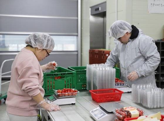 장애인 직원들은 오전반·오후반으로 나눠 4시간씩 근무한다. 가공동에서 방울토마토 분류·세척·포장 등의 업무를 하는 장애인 직원들의 모습.