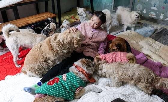 배우 이용녀 씨가 경기도 포천에서 보호 중인 유기견들과 놀이를 하고 있다. 김성룡 기자