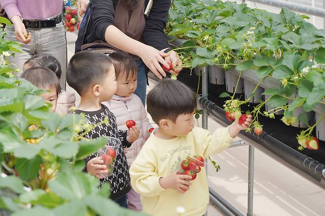 지난 9일 경남 함안군 함안면 농촌진흥청 국립원예특작과학원 시설원예연구소 친환경 순환식 수경재배 온실에서 인근 어린이집 어린이들이 딸기 수확 체험을 하고 있다. /농촌진흥청 제공