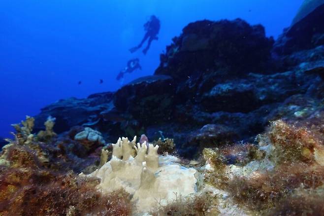 미국 텍사스주 갤버스턴 인근 바다에서 지난해 9월 산호초가 죽는 백화 현상이 보이고 있다. 갤버스턴/AP 연합뉴스