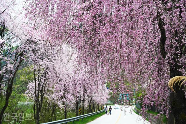 지난 12일 덕유산 자락 거창 북상면 병곡마을로 이어지는 도로변에 치렁치렁 늘어진 능수벚꽃 가지가 바람에 살랑거리고 있다. 이번 주는 흩날리는 꽃잎과 함께 '벚꽃 엔딩'을 맞을 것으로 보인다.