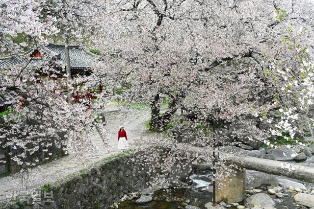 거창 마리면 용원정 쌀다리에서 여행객이 화사한 벚꽃을 배경으로 사진을 찍고 있다. 내년 봄에나 다시 볼 수 있는 풍경이다.
