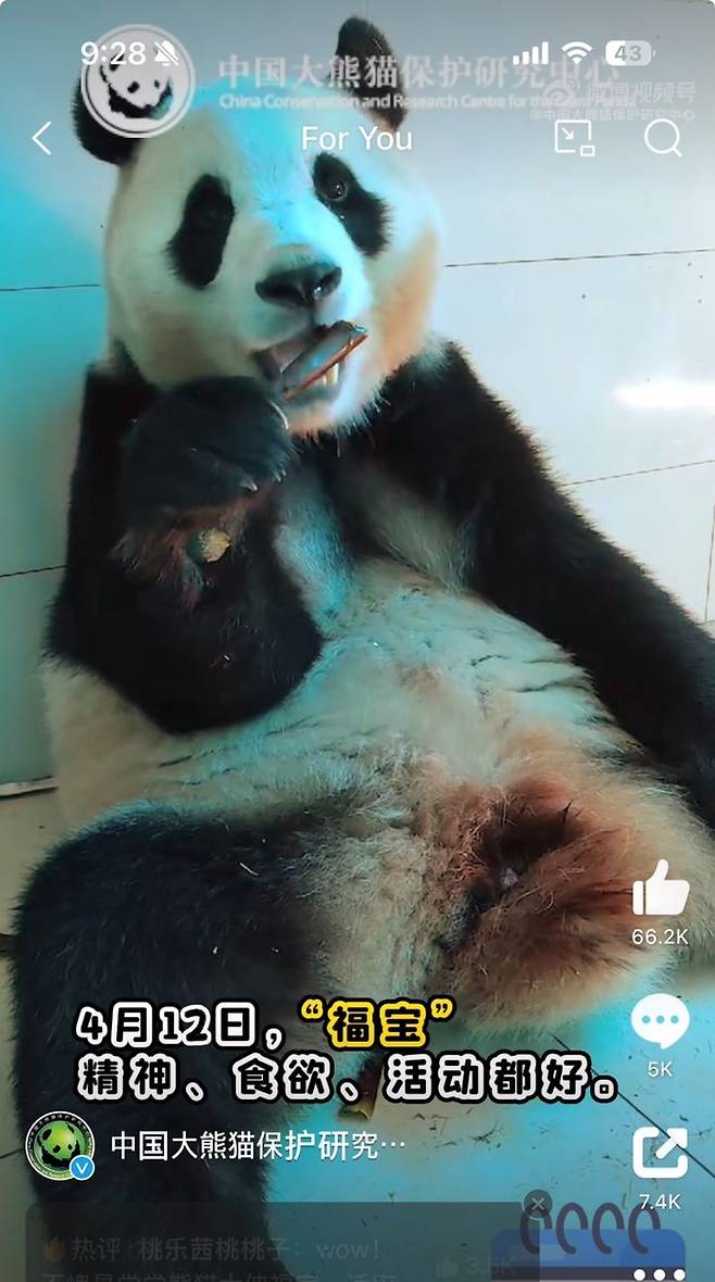 [서울=뉴시스] 17일 중국 자이언트 판다보호연구센터가 공개한 영상을 캡쳐한 사진으로, 쓰촨성 워룽선수핑기지에서 격리 생활 중인 푸바오의 모습.<사진출처: 자이언트 판다보호연구센터 웨이보> 2024.04.17
