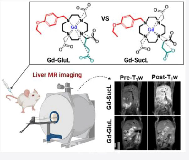 팜젠사이언스가 개발 중인 거대고리형 MRI 간특이 조영제 (Gd-SucL)를 쥐에 투여하여 MRI 촬영 시 우수한 간조영력과 화학적 안정성이 확인됨.
