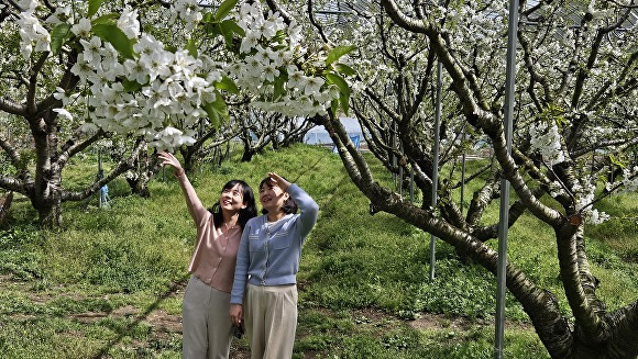 음성군 소이면 갑산리 체리마을에 체리꽃이 만개해 장관을 이루고 있다. [사진=음성군]