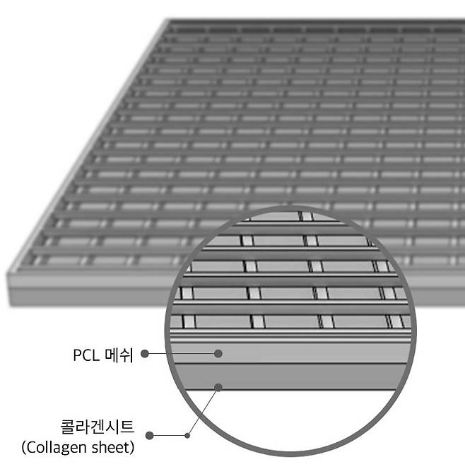 티슈덤[시지바이오 제공]