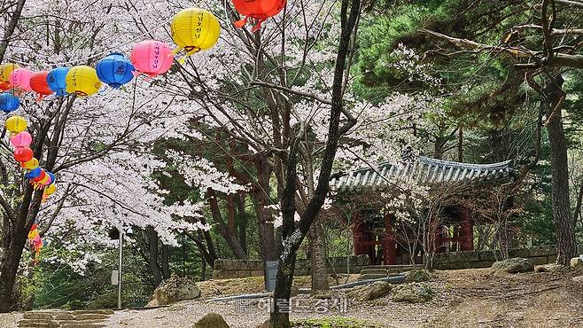 영국사의 원각국사비(보물) 주변으로 봄꽃이 만개했다.