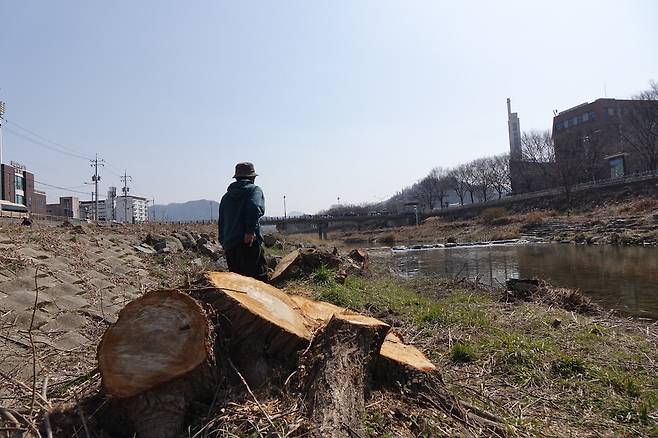 2024년 3월15일 보름 전 전주시가 베어낸 ‘전주천 버드나무’ 밑동들을 이정현 전북환경운동연합 대표가 지나가고 있다. 김양진 기자