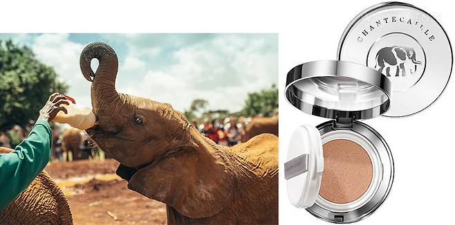 샹테카이 퓨처 스킨 쿠션 1개의 쿠션이 판매될 때마다 고아 코끼리 구호 프로그램을 성공적으로 진행하는 세계적인 비영리 단체, 셸드릭 야생동물 재단에서 운영하는 코끼리 고아원에 1병의 코코넛 밀크가 기부된다.