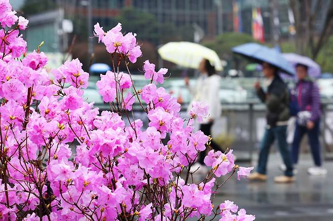 비가 내리는 서울 광화문광장에서 시민들이 우산을 쓴 채 걸어가고 있다. [사진 = 연합뉴스]