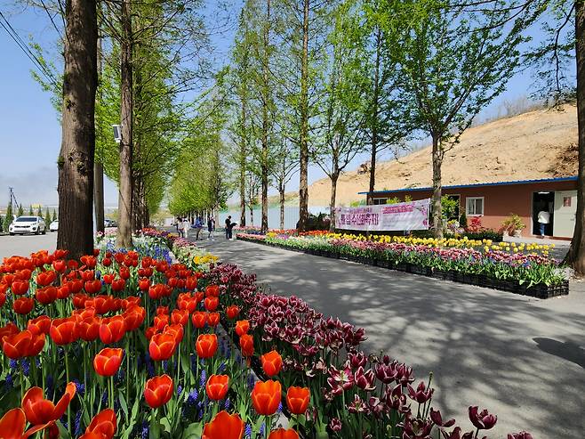 메타세쿼이아 병정과 튤립화동이 반기는 아산 피나클랜드 진입로