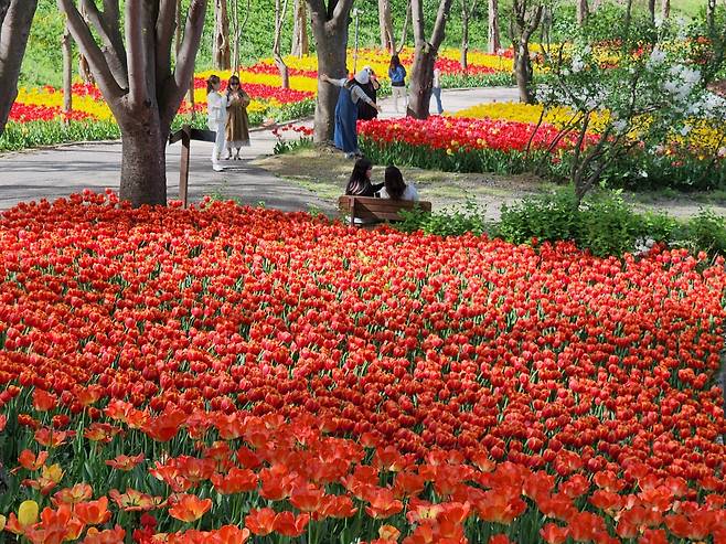 아산 피나클랜드 튤립 바다에서 다시 동심을 얻은 MZ여행객들