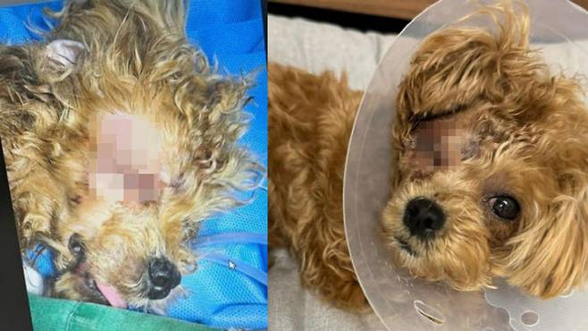 지난 16일 개물림 사고를 당한 강아지 비지(사진=am.03.15_인스타그램 캡처)