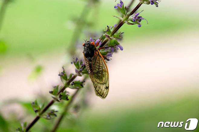 미국 켄터키주 루이빌에서 성체 매미가 꽃에 앉아 날개를 말리고 있다. 2021.05.04 ⓒ 로이터=뉴스1 ⓒ News1 정지윤 기자