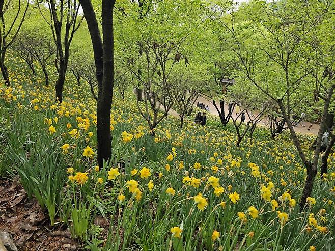 휴일인 21일, 경기도 광주 곤지암리조트 내 화담숲을 찾은 시민들이 봄 수선화 축제를 즐기고 있다. 사진=서동일 기자